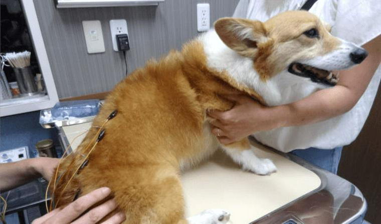 【専門医獣医師解説】犬の鍼灸治療は効果がある？椎間板ヘルニアへの効果や注意点を解説
